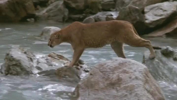 Tiger Curious Look River Walk GIF