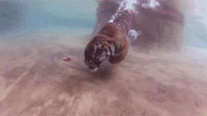 Tiger Diving Underwater Deep Ocean GIF