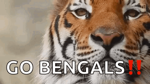 Tiger Face Close Up Go Bengals