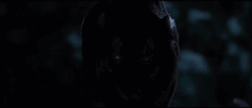 Tiger Face Close Up In Dark Room GIF