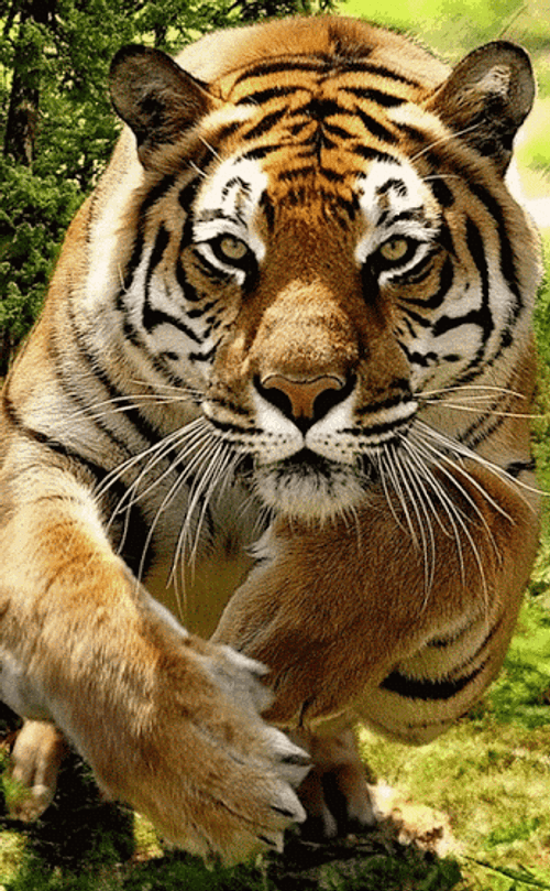 sad tiger gif