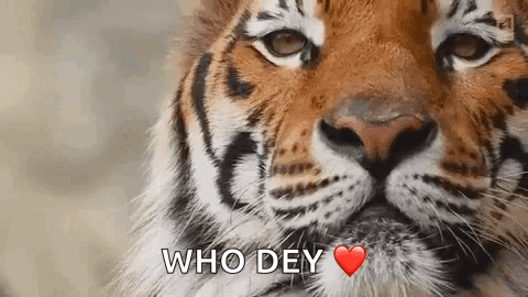 Tiger Face Saying Who Dey With Heart GIF