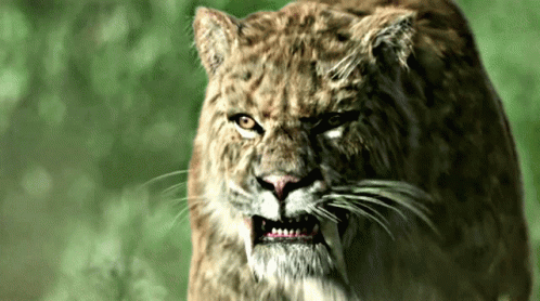 Tiger Face With Mouth Open GIF