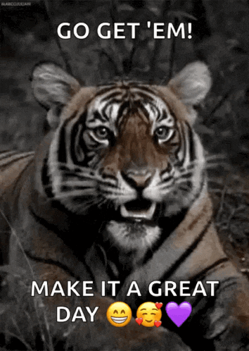 Tiger Gif GIF