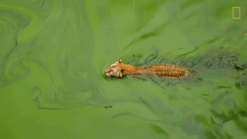 Tiger In A Swamp GIF