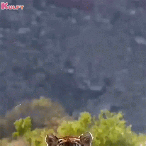 Tiger Jump Slow Motion GIF