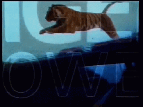Tiger Jumping Over Glass Wall Saying Owe