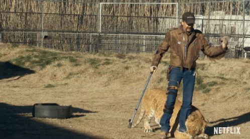 Tiger King Chased By Tiger GIF