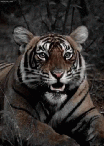 Tiger Laying Down Mouth Open Marcoujan