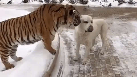 Tiger Licking Dog GIF