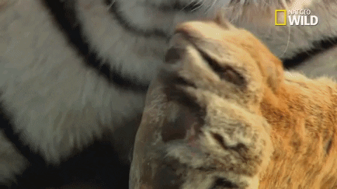 Tiger Licking Feet GIF