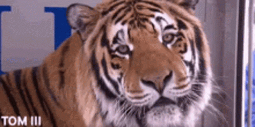 Tiger Looking at Camera Tom III
