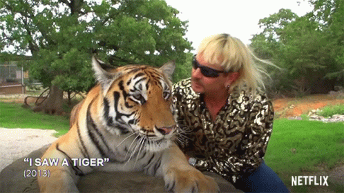 Tiger Lying Next to Man Saying I Saw a Tiger
