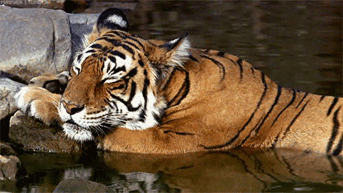 Tiger Nap Time On The Water GIF