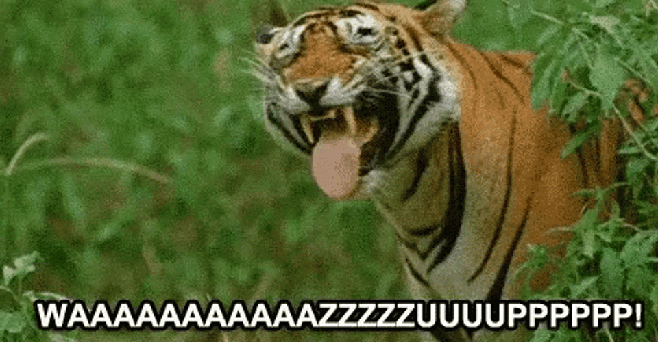 Tiger Neener Wazzup GIF