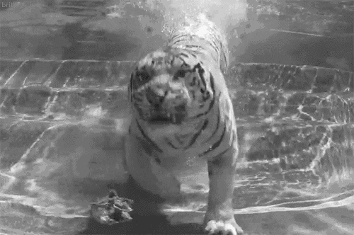 Tiger Roaming Underwater GIF