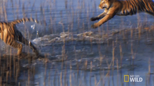 Tiger Running Through Water With National Geographic Wild Logo
