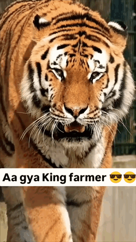 Tiger Saying Aa Gya King Farmer