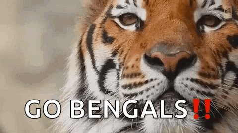 Tiger Saying Go Bengals