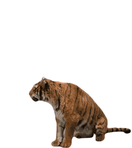 Tiger Sitting and Looking Down