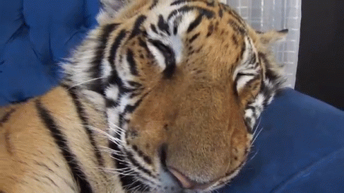 Tiger Sleeping on Blue Couch