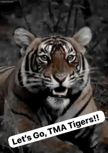 Tiger Standing in Woods With Lets Go Sign