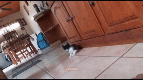 Tiger Stuffed Toy Scared Cat GIF