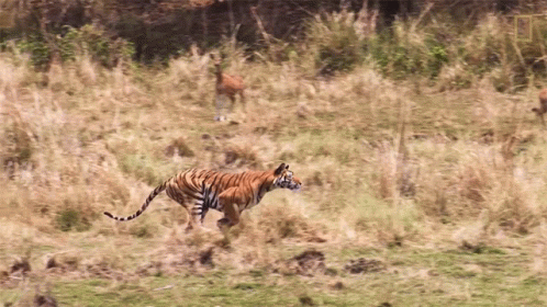 Tiger Walking Through Field With Deer