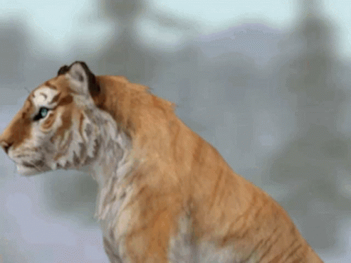 Tiger With Blue Eyes GIF
