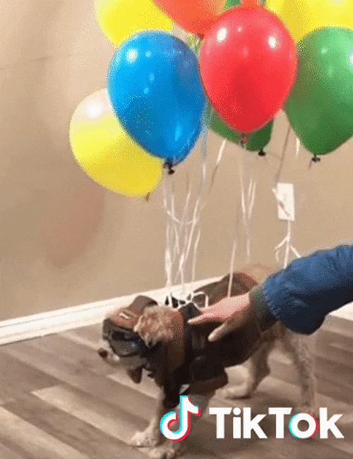 Tiktok dog flying with balloons gif.