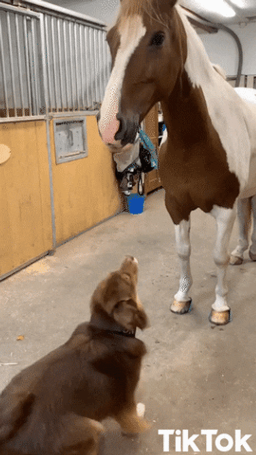 Tiktok dog horse friendship gif.