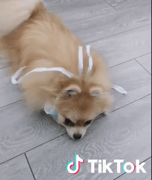 Tiktok Dog Puts On Mask GIF