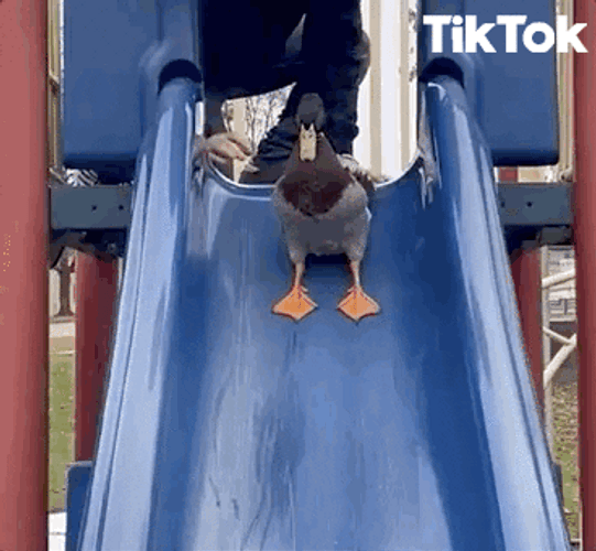 Tiktok duck at park slides gif.