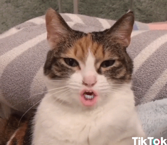 Tiktok Funny Face Cat GIF