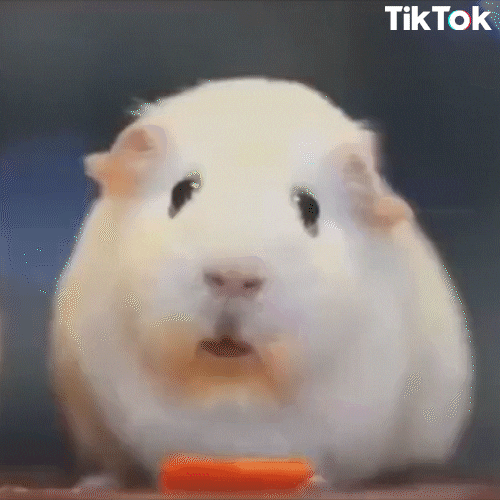 Tiktok hamster awestruck gif.