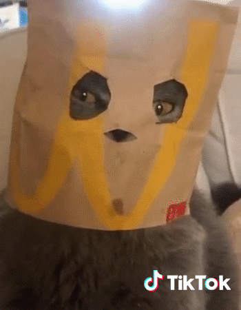 Tiktok Mcdonalds Cat GIF