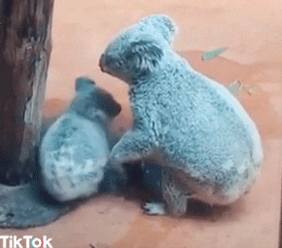 Tiktok mom and baby koala gif.