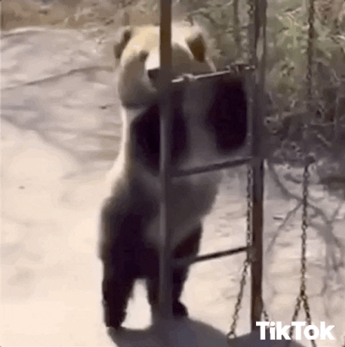 Tiktok panda dancing gif.