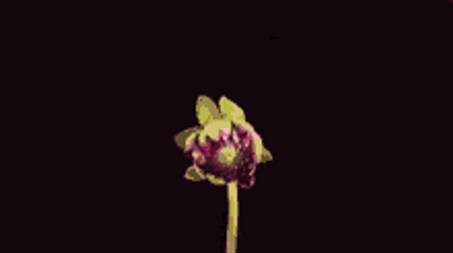 Time-lapse Of Blooming Dahlia Flower GIF