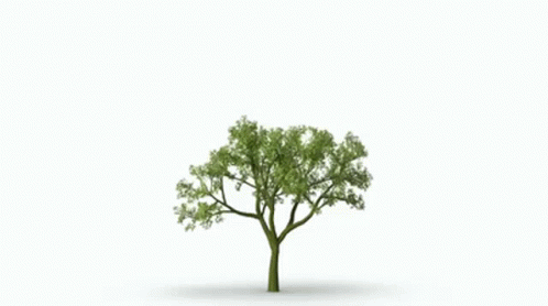 Time Lapse Of Growing Tree GIF