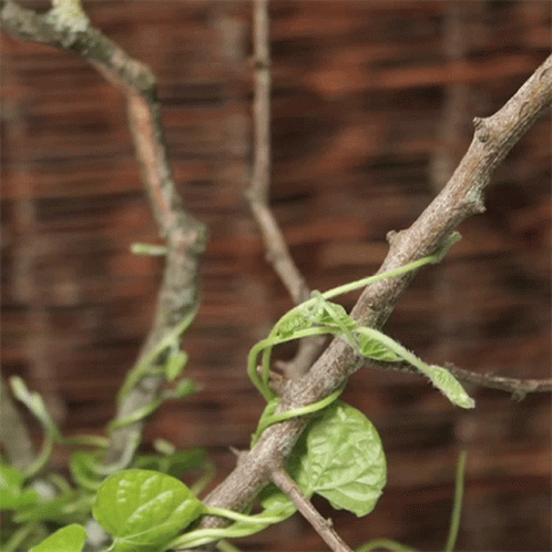 Time Lapse Of Growing Vines GIF