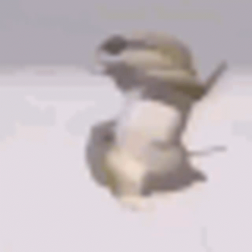 Timelapse Dancing Lizard GIF
