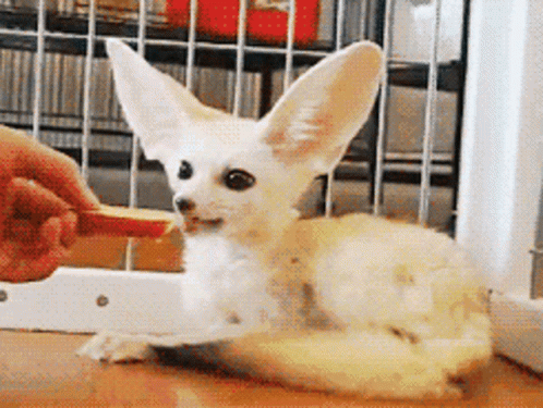 Timid Little Fennec Fox Getting Fed GIF