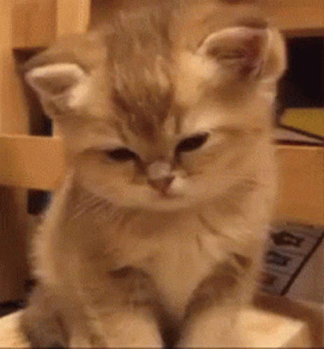 Tiny Kitten Is So Sleepy GIF