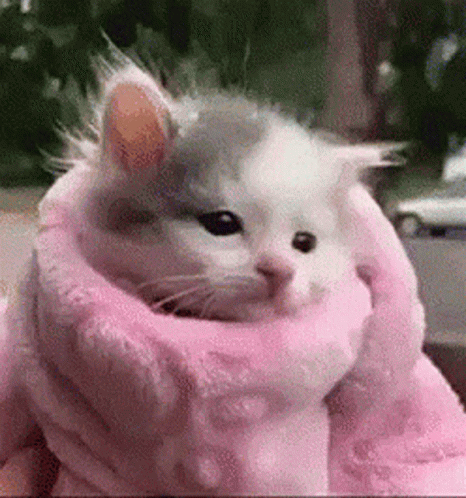 Tiny Kitten Just Woke Up GIF