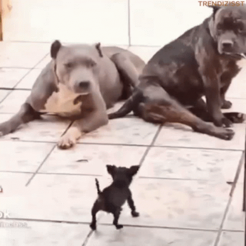 Big Dogs With A Tiny Chihuahua GIF