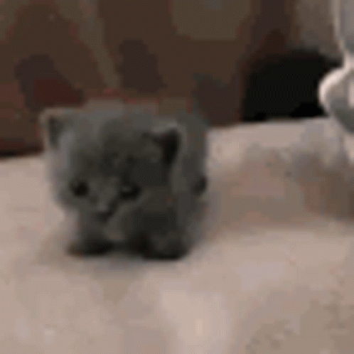 Tiny Kitten Walking On To Soft Bed GIF