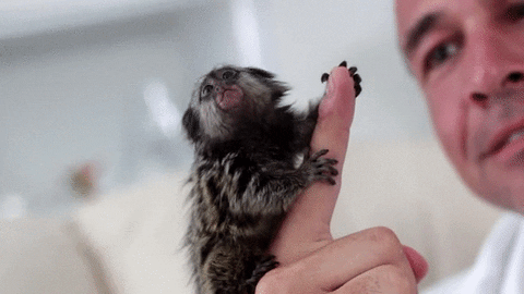 Tiny Baby Pygmy Marmoset Monkey Clutching Finger GIF
