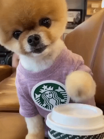 Tiny Dog Loves Starbucks GIF