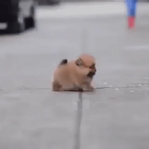 Tiny Dog Playing In The Street GIF